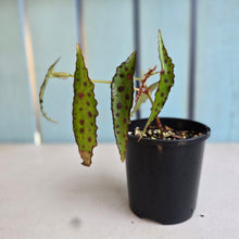 Load image into Gallery viewer, #RD3 Begonia Amphioxus