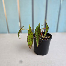 Load image into Gallery viewer, #RD3 Begonia Amphioxus
