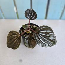 Load image into Gallery viewer, #R21 Peperomia Rugosa Ecuador