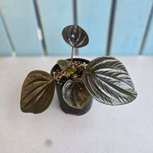 Load image into Gallery viewer, #R21 Peperomia Rugosa Ecuador