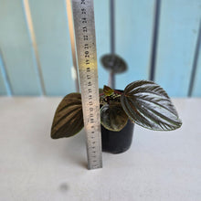 Load image into Gallery viewer, #R21 Peperomia Rugosa Ecuador