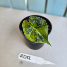 Load image into Gallery viewer, #RD12 Alocasia Frydek Dorayaki Aurea - Round Form