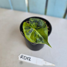 Load image into Gallery viewer, #RD12 Alocasia Frydek Dorayaki Aurea - Round Form