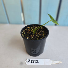 Load image into Gallery viewer, #RD12 Alocasia Frydek Dorayaki Aurea - Round Form