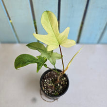Load image into Gallery viewer, #RB9 Philodendron Florida Ghost