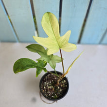 Load image into Gallery viewer, #RB9 Philodendron Florida Ghost