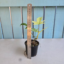 Load image into Gallery viewer, #RB9 Philodendron Florida Ghost