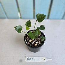 Load image into Gallery viewer, #RA19 Two x Anthurium Cerrobaulense Seedlings