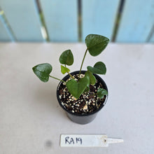 Load image into Gallery viewer, #RA19 Two x Anthurium Cerrobaulense Seedlings