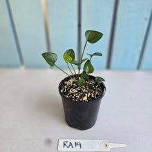 Load image into Gallery viewer, #RA19 Two x Anthurium Cerrobaulense Seedlings