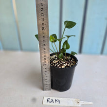 Load image into Gallery viewer, #RA19 Two x Anthurium Cerrobaulense Seedlings