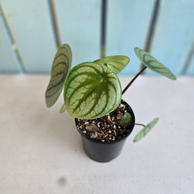 Load image into Gallery viewer, #RA20 Watermelon Peperomia