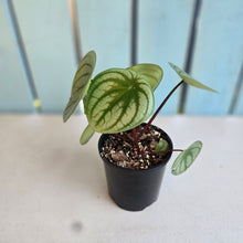 Load image into Gallery viewer, #RA20 Watermelon Peperomia