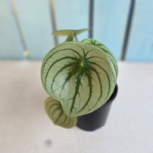 Load image into Gallery viewer, #RA20 Watermelon Peperomia