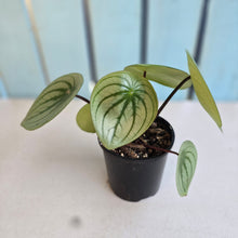 Load image into Gallery viewer, #RA20 Watermelon Peperomia