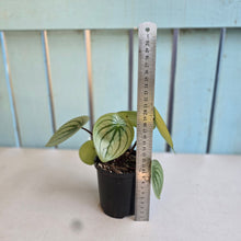 Load image into Gallery viewer, #RA20 Watermelon Peperomia