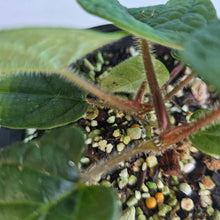 Load image into Gallery viewer, #D84 Two x Headed Piper Parmatum