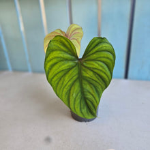 Load image into Gallery viewer, #G30 Philodendron Plowmanii