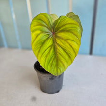 Load image into Gallery viewer, #G30 Philodendron Plowmanii