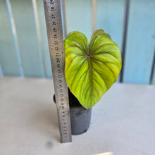 Load image into Gallery viewer, #G30 Philodendron Plowmanii