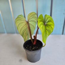 Load image into Gallery viewer, #G30 Philodendron Plowmanii