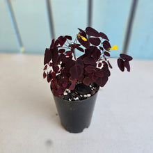 Load image into Gallery viewer, #94 Oxalis Hedysaroides - Fire Fern