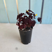 Load image into Gallery viewer, #94 Oxalis Hedysaroides - Fire Fern