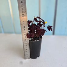 Load image into Gallery viewer, #94 Oxalis Hedysaroides - Fire Fern