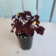Load image into Gallery viewer, #94 Oxalis Hedysaroides - Fire Fern