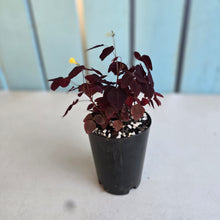 Load image into Gallery viewer, #94 Oxalis Hedysaroides - Fire Fern