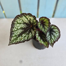 Load image into Gallery viewer, #B65 Begonia Unknown