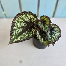 Load image into Gallery viewer, #B65 Begonia Unknown