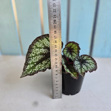 Load image into Gallery viewer, #B65 Begonia Unknown