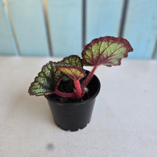 Load image into Gallery viewer, #B65 Begonia Unknown