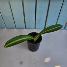 Load image into Gallery viewer, #G21 Hippeastrum Reticulatum