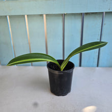 Load image into Gallery viewer, #G21 Hippeastrum Reticulatum