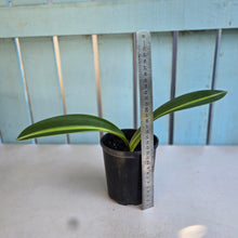 Load image into Gallery viewer, #G21 Hippeastrum Reticulatum