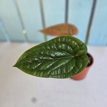 Load image into Gallery viewer, #G23 Anthurium Luxurians x Radicans