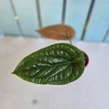 Load image into Gallery viewer, #G23 Anthurium Luxurians x Radicans
