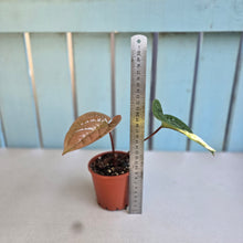 Load image into Gallery viewer, #G23 Anthurium Luxurians x Radicans