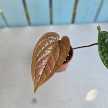 Load image into Gallery viewer, #G23 Anthurium Luxurians x Radicans