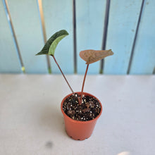 Load image into Gallery viewer, #G23 Anthurium Luxurians x Radicans