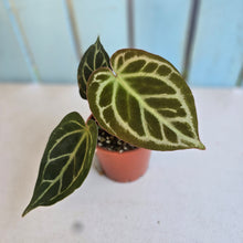 Load image into Gallery viewer, #P4 Anthurium Hilders Crystallinum