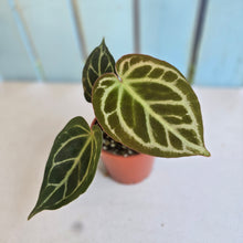 Load image into Gallery viewer, #P4 Anthurium Hilders Crystallinum