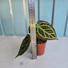 Load image into Gallery viewer, #P4 Anthurium Hilders Crystallinum