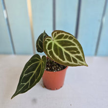 Load image into Gallery viewer, #P4 Anthurium Hilders Crystallinum