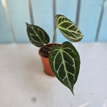 Load image into Gallery viewer, #P4 Anthurium Hilders Crystallinum