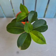 Load image into Gallery viewer, #70 Medinilla Scortechinii 'Orange'
