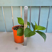 Load image into Gallery viewer, #70 Medinilla Scortechinii 'Orange'