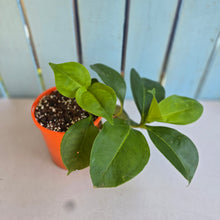 Load image into Gallery viewer, #70 Medinilla Scortechinii 'Orange'